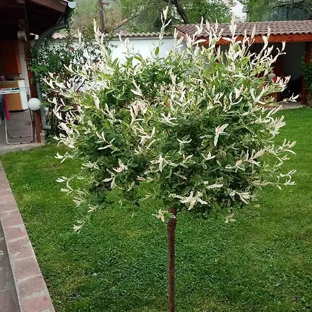Borova House Pensiune 3*