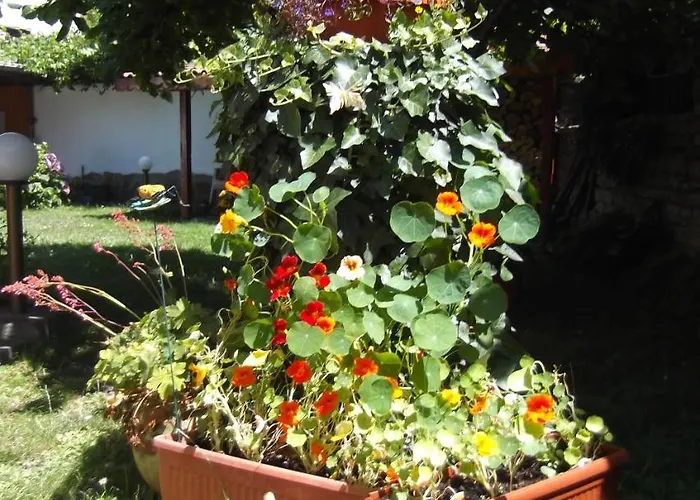 Borova House Maison d'hôtes