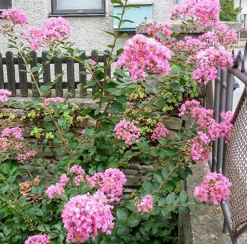 Borova House Tryavna