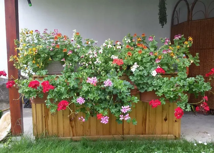 Borova House Maison d'hôtes 3*