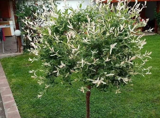 Borova House Maison d'hôtes 3*